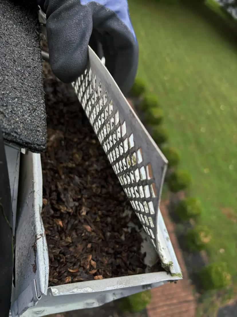 Gloved hand holding a gutter guard full of dry leaves over a shingle roof edge